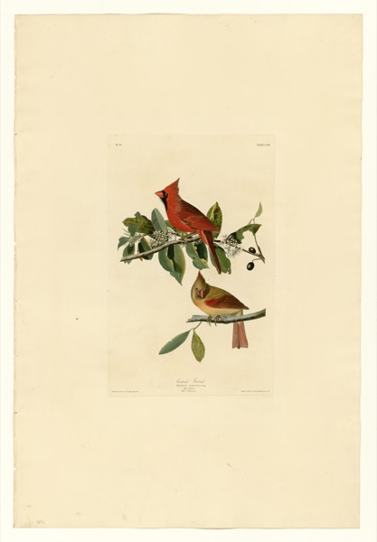 Northern Cardinal by John James Audubon