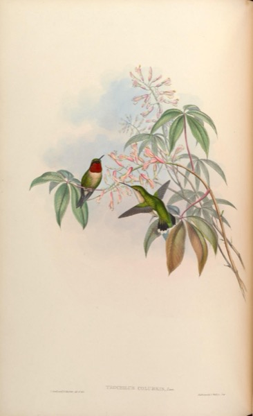 Ruby-throated Hummingbird by John Gould