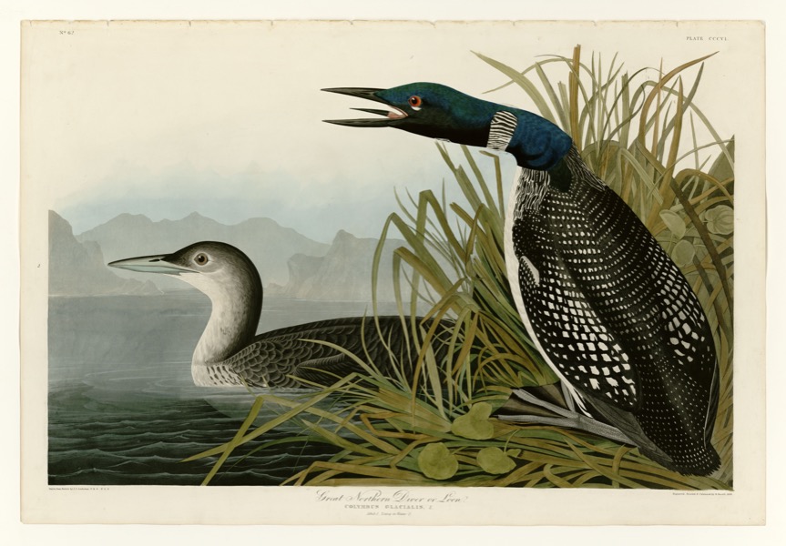 Common Loon by John James Audubon